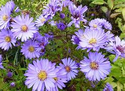 Image result for Aster Barbados (r)
