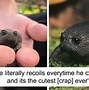 Image result for Angry Avocado Frog