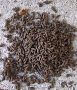 Image result for How Do Rat Turds Look