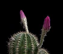 Image result for Kaktus Plant