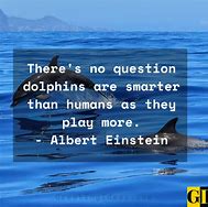 Image result for Dolphin Insprational Quotes