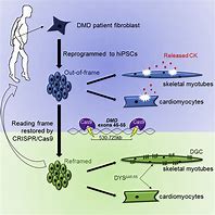 Image result for Mutated DMD Cells