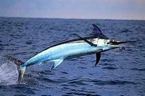 Image result for Facts About Swordfish