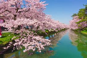 Image result for Pink Cherry Blossom Japan