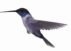 Image result for Bing Hummingbird