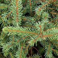 Image result for Picea mariana Nana