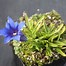 Image result for Gentiana angustifolia