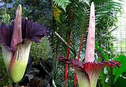 Image result for Tallest Flower in the World