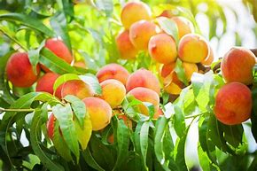Image result for Pretty Fruit Trees