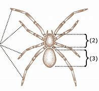 Image result for Spider Diagram