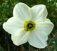Image result for Narcissus Mint Julep