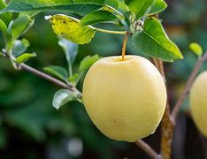 Image result for Yellow Delicious Apple Young