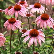 Image result for Echinacea purpurea Summer Sky ®