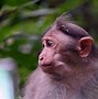Image result for Monkey Laughin