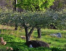 Image result for Old Apple Tree