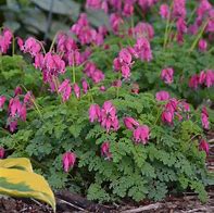 Image result for Dicentra King of Hearts