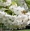 Image result for Prunus avium Early Rivers