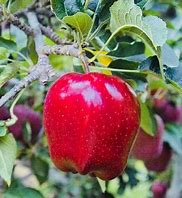 Image result for Picture and Description Red Delicious Apple's
