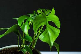 Image result for Mini Monstera Plant