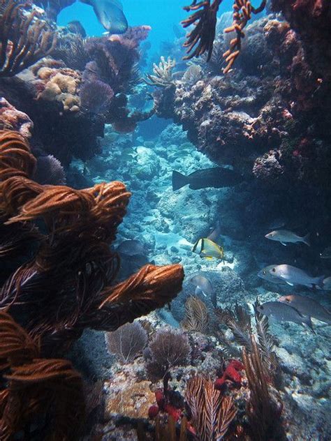 Naked Fish Cayman