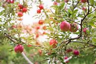 Image result for Apple Tree Care Tips