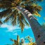 Image result for iPhone 12 Summer Wallpaper