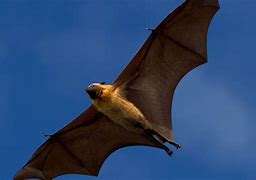 Image result for The Brite Bat