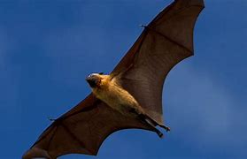 Image result for Most Dangerous Bat