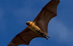 Image result for Bat-Winged Men