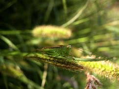 Image result for Grasshopper Insect