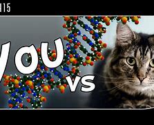 Image result for Animal DNA vs Human DNA