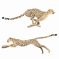 Image result for Cheetah Vector
