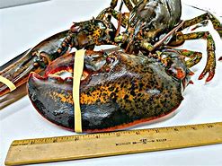 Image result for Lobster Claw Shaped Like C