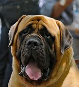 Image result for World's Largest Dog