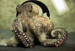 Image result for Octopus Disguising as a Rock