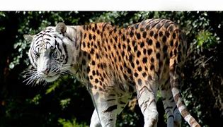 Image result for Cheetah Cross to Tiger