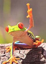 Image result for Pink Tree Frog