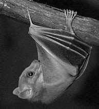 Image result for Black Fruit Bat