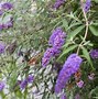 Image result for Flowering Plants with Purple Flowers