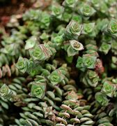 Image result for Common Succulent Houseplants