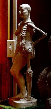 Image result for Anatomy Sculpture