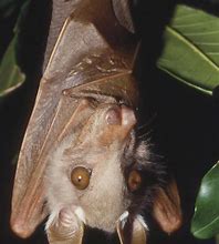 Image result for Camouflage Fruit Bat