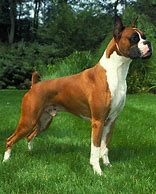 Image result for Male Boxer Dog