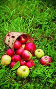 Image result for Red Jonathan Apple Tree