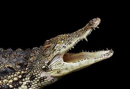 Image result for Rare Crocodile