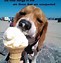 Image result for Beagle Meme Funny