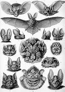 Image result for Bat Types Coloring Page