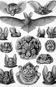 Image result for Bat Species List