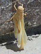 Image result for Albino Grasshopper