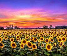 Image result for Cool Sunflower Wallpaper